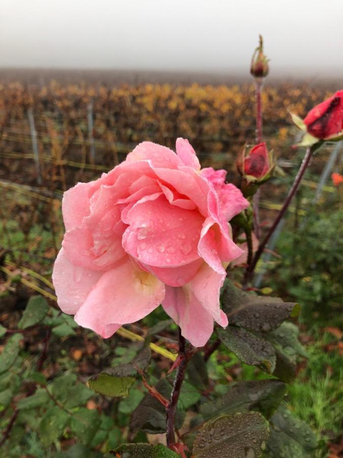 Floressens En Champagne Terrasse Privative Sur Le Vignoble Villa Fleury-la-Riviere Exterior photo