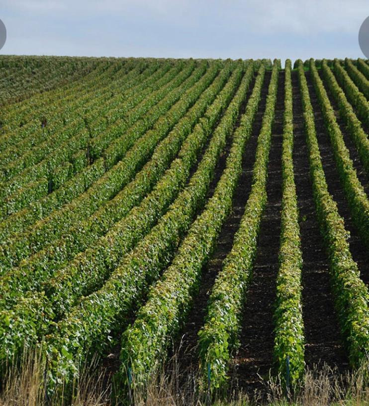 Floressens En Champagne Terrasse Privative Sur Le Vignoble Villa Fleury-la-Riviere Exterior photo